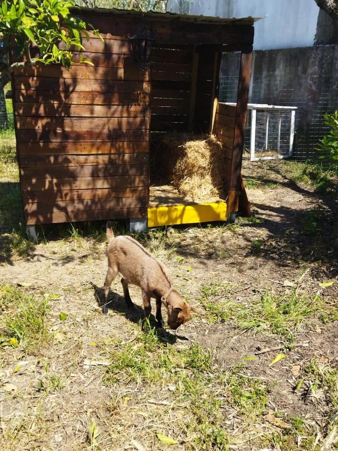 Casa Das Laranjeiras E Parque Infantil Azeitao Dış mekan fotoğraf